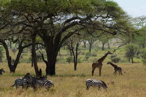 Een giraffekalf staat naast zijn moeder op de Serengeti