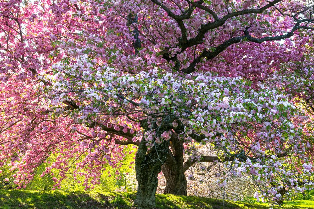 Uit een studie van de Amerikaanse federale overheid bleek onlangs dat de lente tot wel twintig dagen eerder begint niet alleen in het zuidwesten van de VS maar ook in de veel noordelijker gelegen New York Botanical Garden waar deze esdoorn zijn bladeren ontvouwt