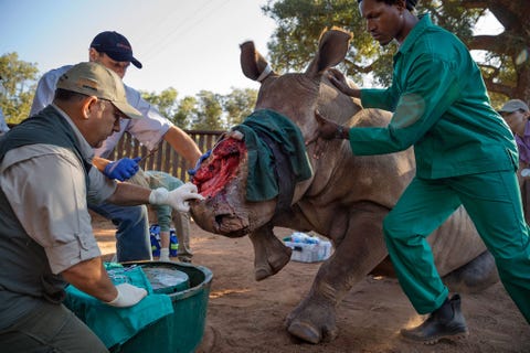 http://www.nationalgeographic.com/content/dam/photography/PROOF/2017/September/world-rhino-day-gallery/NationalGeographic_2451022.jpg Dierenarts Johan Marais links bereidt zich voor op een nieuw soort behandeling met rubberen banden die voor operaties op mensen worden gebruikt wil hij het gapende gat in de snuit van deze vrouwtjesneushoorn dichten De hoorn van het dier werd in mei 2015 door stropers uit haar kop gesneden De neushoorn Hope genaamd overleed ruim een half jaar later aan een bacterile infectie in haar ingewanden