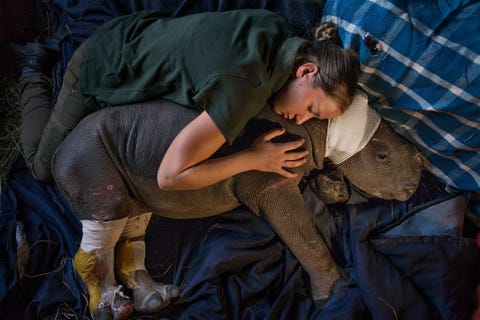 http://www.nationalgeographic.com/content/dam/photography/PROOF/2017/September/world-rhino-day-gallery/NationalGeographic_2451023.jpg De moeder van Lulah werd in het Kruger National Park door stropers gedood Ze woont nu in het opvangcentrum Care for Wild Africa dat gespecialiseerd is in neushoorns Medewerker Dorota Ladosz woont permanent bij haar en troost haar na een operatie om haar wonden te behandelen die het dier vr zijn redding opliep bij aanvallen door hyenas