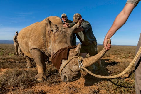 http://www.nationalgeographic.com/content/dam/photography/PROOF/2017/September/world-rhino-day-gallery/NationalGeographic_2451024.jpg Een jachtopziener bij Port Elizabeth die zich de hoge kosten voor de bescherming van zijn neushoorns tegen stropers niet kon veroorloven verkocht dit exemplaar aan een veiliger instelling De neushoorn die geblinddoekt is en oordoppen in heeft om kalm te blijven zal worden verdoofd en onder begeleiding van een dierenarts per vrachtwagen de twintig uur durende reis naar zijn nieuwe omgeving maken