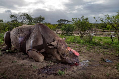 http://www.nationalgeographic.com/content/dam/photography/PROOF/2017/September/world-rhino-day-gallery/NationalGeographic_2451025.jpg Deze zwarte neushoorn werd vanwege zijn hoorn met kogels van hoog kaliber door stropers gedood bij een drenkplaats in het ZuidAfrikaanse wildpark HluhluweImfolozi De stropers kwamen het park illegaal binnen waren waarschijnlijk afkomstig uit een naburig dorp en moeten een jachtgeweer met geluidsdemper hebben gebruikt Tegenwoordig leven er nog maar zon vijfduizend zwarte neushoorns in het wild
