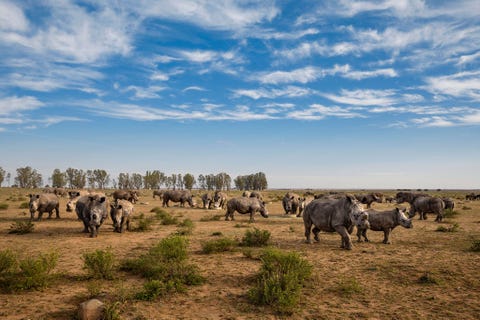 http://www.nationalgeographic.com/content/dam/photography/PROOF/2017/September/world-rhino-day-gallery/NationalGeographic_2451026.jpg Bij deze neushoorns op een voederplaats op de ranch van Hume zijn onlangs de hoorns afgezaagd In tegenstelling tot de ivoren slagtanden van olifanten groeien de hoorns van neushoorns weer aan als ze op de juiste wijze worden afgezaagd Hume schat dat hij vijf ton aan neushoornhoorn in de opslag heeft liggen die hem zon 45 miljoen dollar zouden kunnen opleveren In augustus organiseerde Hume voor het eerst in jaren een veiling van neushoornhoorn in ZuidAfrika