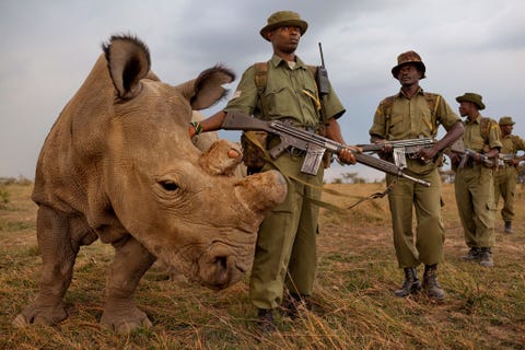 http://www.nationalgeographic.com/content/dam/photography/PROOF/2017/September/world-rhino-day-gallery/NationalGeographic_2457958.jpg In juli 2011 wordt op de Ol Pejeta Conservancy in Kenia het laatste nog levende witte neushoornmannetje permanent bewaakt door een vier man tellend antistropersteam