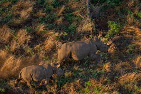 http://www.nationalgeographic.com/content/dam/photography/PROOF/2017/September/world-rhino-day-gallery/NationalGeographic_2458488.jpg Deze witte neushoorns trokken van het Krugerpark naar het wildpark van Sabie in Mozambique waar in 2015 in totaal 29 witte neushoorns en twee zwarte neushoorns werden geteld De neushoorns die over de grens naar Mozambique trekken zijn relatief veilig vanwege strenge maatregelen tegen stropers maar ze lopen nog altijd groot gevaar