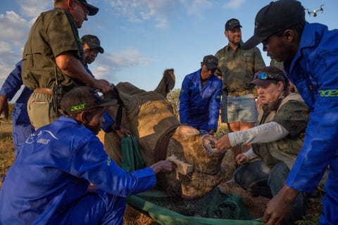 http://www.nationalgeographic.com/content/dam/photography/PROOF/2017/September/world-rhino-day-gallery/NationalGeographic_2458489.jpg Op de ranch van Hume behandelt een team onder leiding van dierenarts Michelle Otto een abces op een mannetjesneushoorn die werd gekocht van een andere fokker Otto denkt dat toen de hoorn van dit dier werd verwijderd de eigenaar gevaarlijk laag heeft gezaagd waardoor het abces is ontstaan