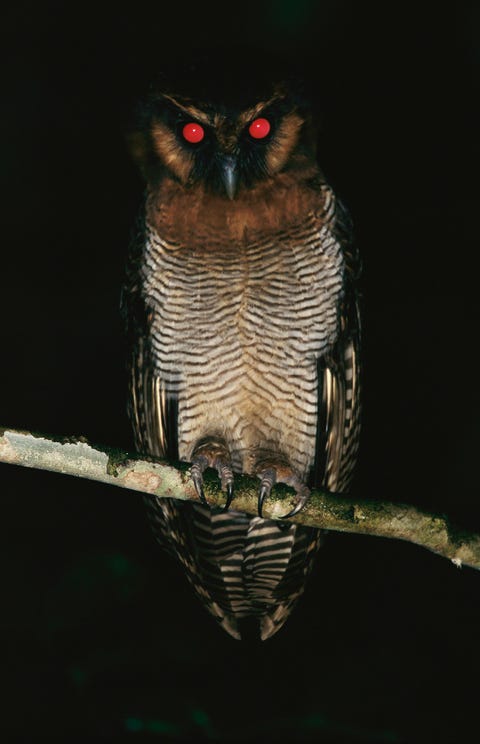 Moderne experts in volksgeloven wijzen erop dat nachtuilen raven kraaien en vleermuizen allemaal hebben bijgedragen aan het beeld van de spookachtige Strix een angstaanjagend wezen waarvoor de Romeinen en de Italianen in de middeleeuwen enorm bang waren Ovidius en meerdere andere antieke auteurs omschreven de Strix als een vraatzuchtige nachtvogel met een grote kop en doordringende ogen een nietsontziende en verscheurende snavel en afgrijselijke klauwen Het was een onheilspellend voorteken om in de kleine uurtjes het gekrijs van de Strix te horen Het beest zou ook mensen aanvallen die er s nachts alleen op uit trokken vooral kinderen Op de foto bruine bosuil Strix leptogrammica in een boom