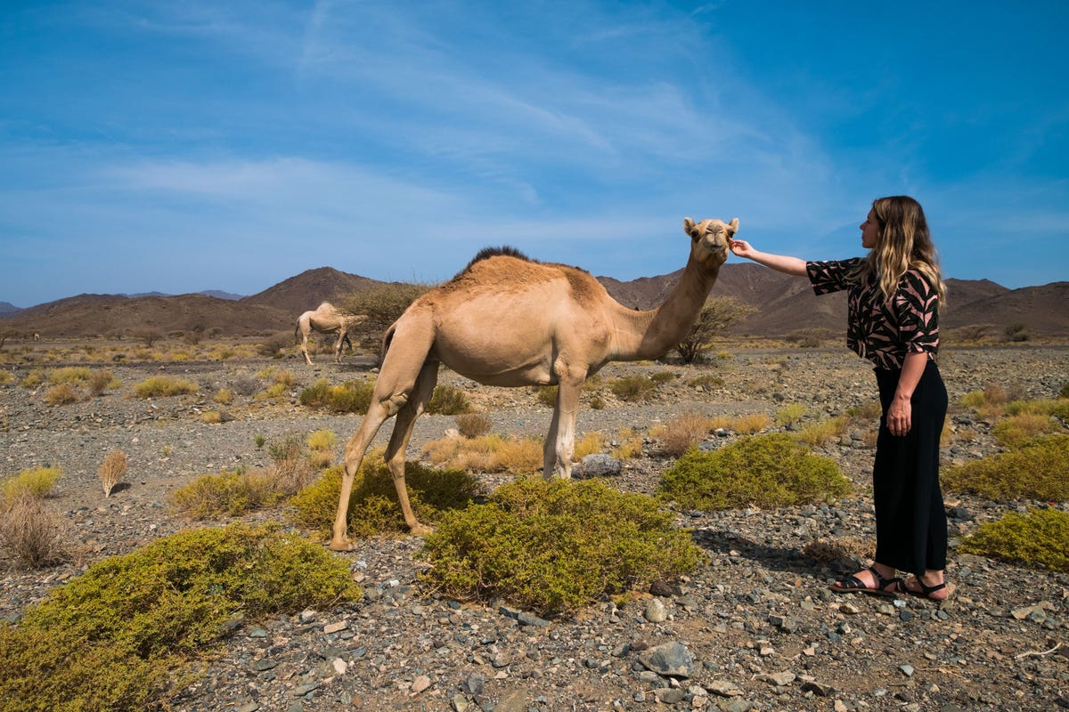 Digital nomad Veerle Witte aait een dromedaris die ze tegenkwam langs de snelweg Overal in Oman vind je loslopende dromedarissen