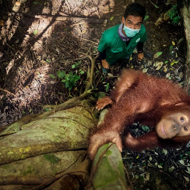 Verzorger Nazarudin van het Jantho Reintroduction Centre op Sumatra begeleidt orangoetan Kamala 6 in de laatste dagen voor haar vrijlating in het natuurreservaat Jantho Pine Forest Nazarudin bestudeert Kamalas bewegingen om te kijken of ze klaar is voor een leven in het wild