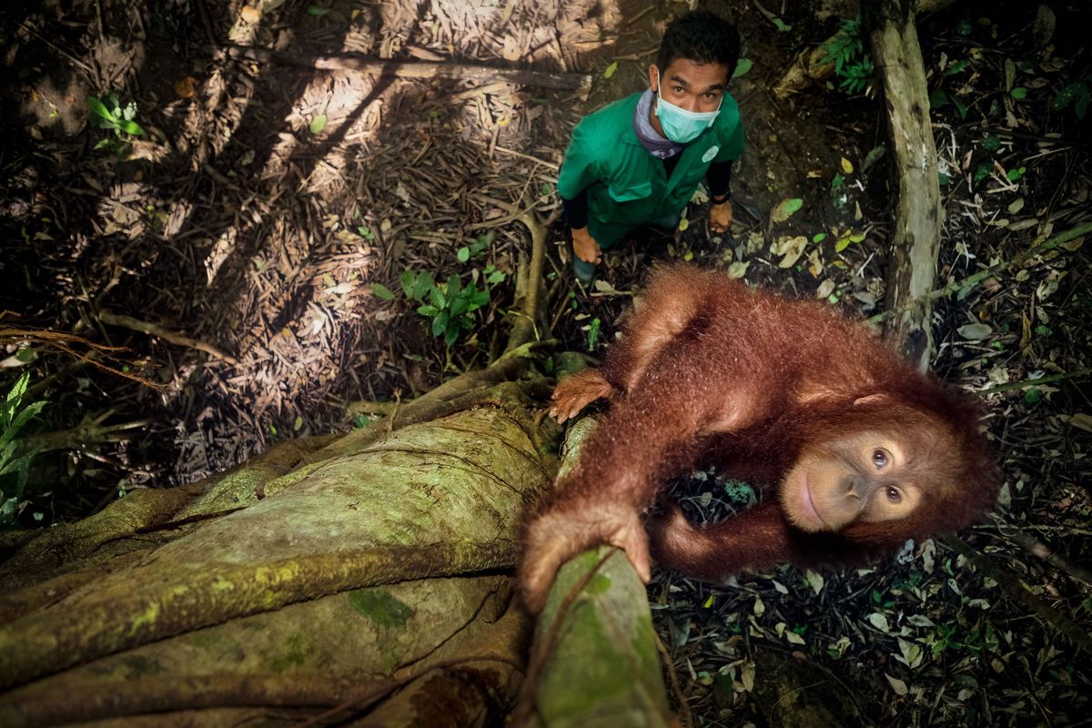 Verzorger Nazarudin van het Jantho Reintroduction Centre op Sumatra begeleidt orangoetan Kamala 6 in de laatste dagen voor haar vrijlating in het natuurreservaat Jantho Pine Forest Nazarudin bestudeert Kamalas bewegingen om te kijken of ze klaar is voor een leven in het wild