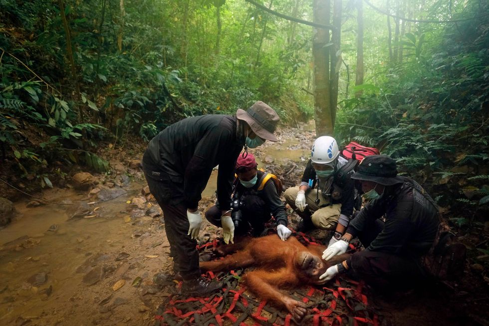 Bij het dorp Bangun Sari in de provincie Atjeh wordt orangoetan Linda die verdwaald was op een rubberplantage verdoofd Dierenarts Tengku Jeni Adawiyah en collegas voeren daarna een volledige medische check uit op het vijftienjarige wijfje Linda