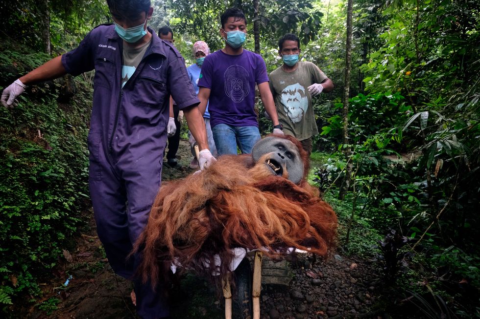 Niet alle orangoetans die onder handen worden genomen door reddingswerkers kunnen worden uitgezet in het oerwoud Orangoetan Fahzren is al dertig jaar oud en komt uit een dierentuin in Maleisi waar hij is opgegroeid Hij wordt nu in een kruiwagen vervoerd naar het Quarantine Centre van het SOCP in Sibolangit Als het afgeschermde natuurgebied Orangutan Haven is voltooid zal hij daar de rest van zijn leven blijven