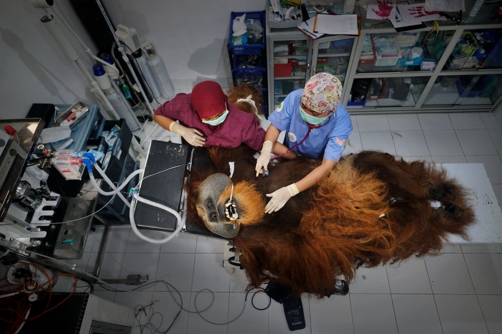 Fahzren ligt op de operatietafel in het Quarantine Centre voor een medische check De in 2002 geopende kliniek is gespecialiseerd in de behandeling van gewonde en geconfisqueerde orangoetans Door middel van jarenlange training worden ze zelfredzaam gemaakt