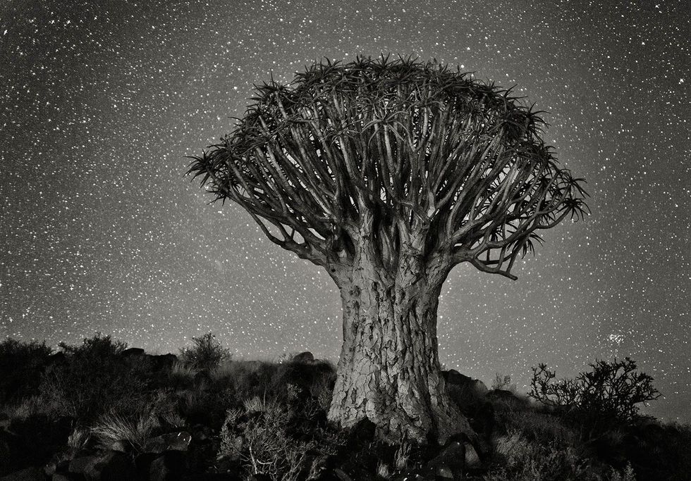 Kokerboom Aloe dichotoma Keetmanshoop NamibiaHet kokerbomenbos in het zuiden van Namibi is d plek van een spectaculaire verzameling van de vreemdste bomen ter wereld waarvan sommige wel drie eeuwen oud zijn Als we strikt zijn dan zijn het eigenlijk alo vetplanten die wel 10 meter hoog kunnen worden De Bosjesmannen en Hottentotstammen gebruikten de holle takken van deze planten als pijlenkokers Het bos werd een Namibisch nationaal monument in 1995