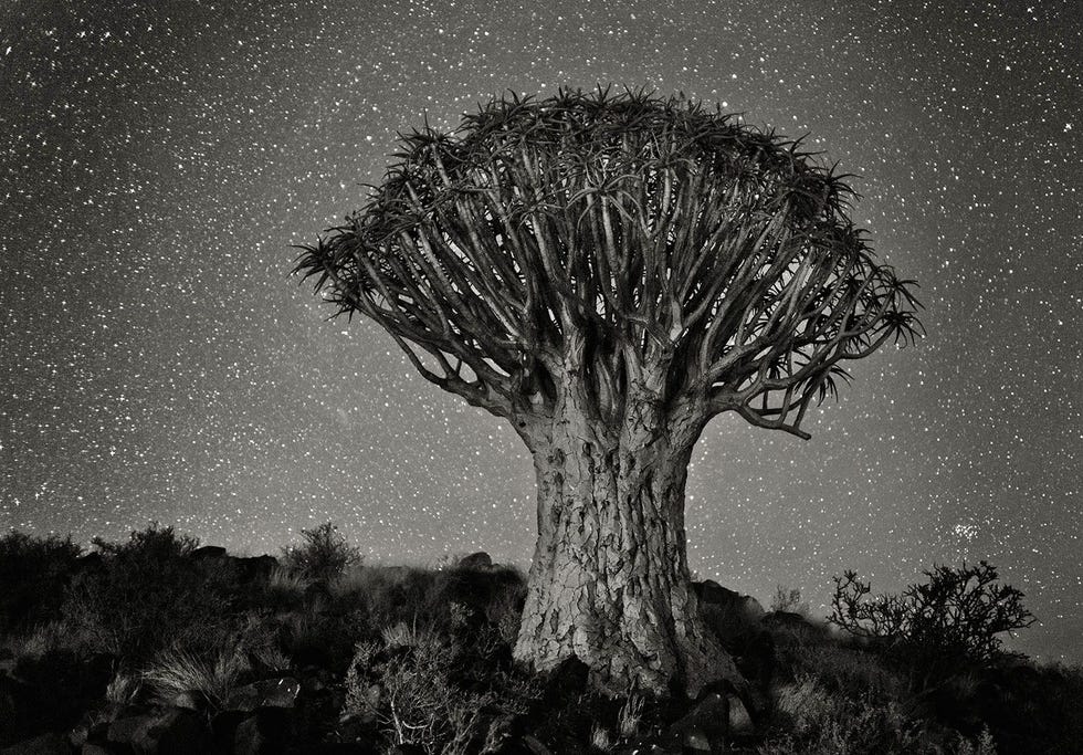 Quuiver Tree on Hill Under Starlight Kokerboom Aloe dichotoma Keetmanshoop NamibiaHet kokerbomenbos in het zuiden van Namibi is d plek van een spectaculaire verzameling van de vreemdste bomen ter wereld waarvan sommige wel drie eeuwen oud zijn Als we strikt zijn dan zijn het eigenlijk alo vetplanten die wel 10 meter hoog kunnen worden De Bosjesmannen en Hottentotstammen gebruikten de holle takken van deze planten als pijlenkokers Het bos werd een Namibisch nationaal monument in 1995