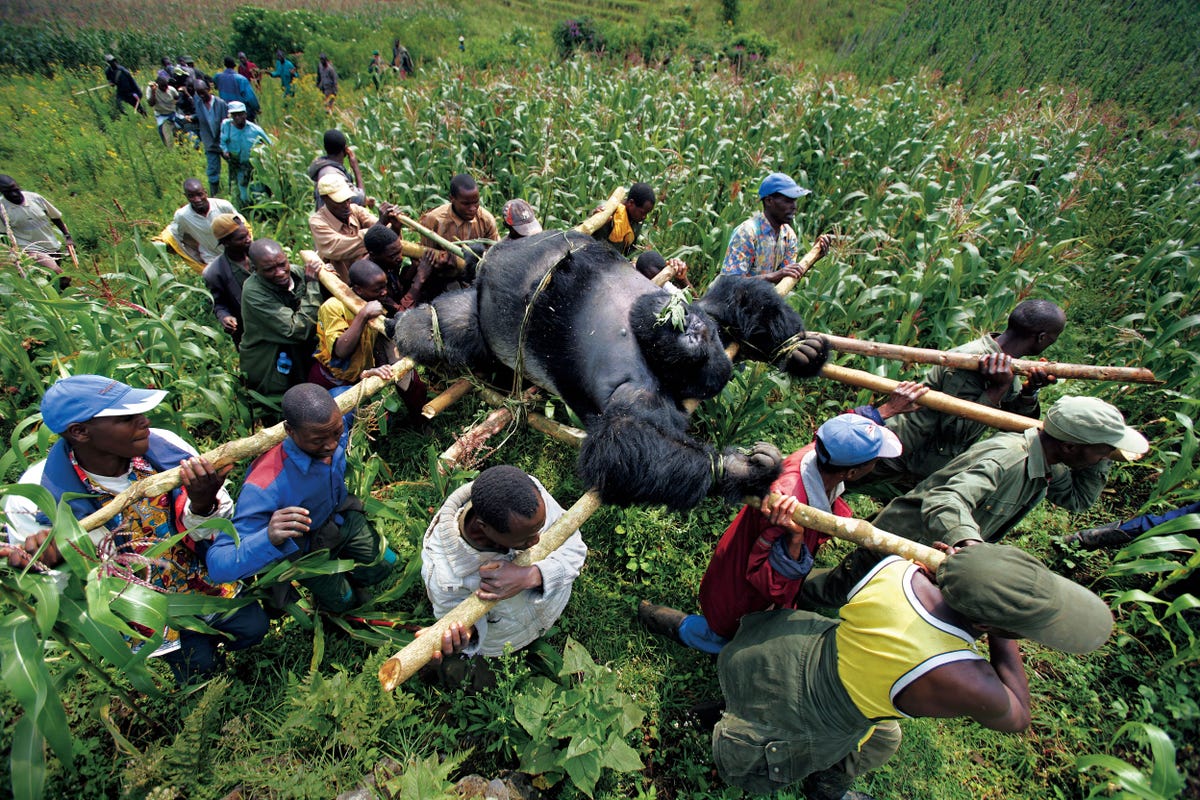National Geographic is beroemd om zijn fotografie die ons de wereld laat zien en ons aan het denken zet Een voorbeeld daarvan is deze opname van Brent Stirton die hij schoot in Nationaal Park Virunga in de Democratische Republiek Congo 2007 Parkopzichters en omwonenden dragen het lichaam van een 230 kilo zware berggorilla weg die door stropers is vermoord De gewelddadige dood van dit machtige maar zeldzame dier symboliseert de brute wijze waarop wij de natuur bestieren