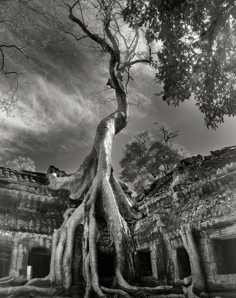 Rilkes Bayon Rilkes Bayon Tetrameles nudiflora in Ta Prohm Siem Reap Province CambodiaVandaag de dag staat de boeddhistische tempel van Ta Prohm uit de late 12e eeuw er half ingestort bij tussen de bossen en boerenland Het gebouw wordt overwoekerd door en enorme Tetramele die met zijn slangachtige wortels de oude stenen uit elkaar drukt in een wanhopige poging om de grond te bereiken De tempel is een markant voorbeeld van wat een ongetemd tropisch woud doet met zelfs het machtigste monument zodra de mens zich terugtrekt