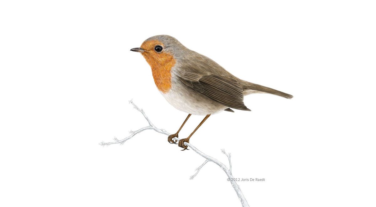 Roodborst