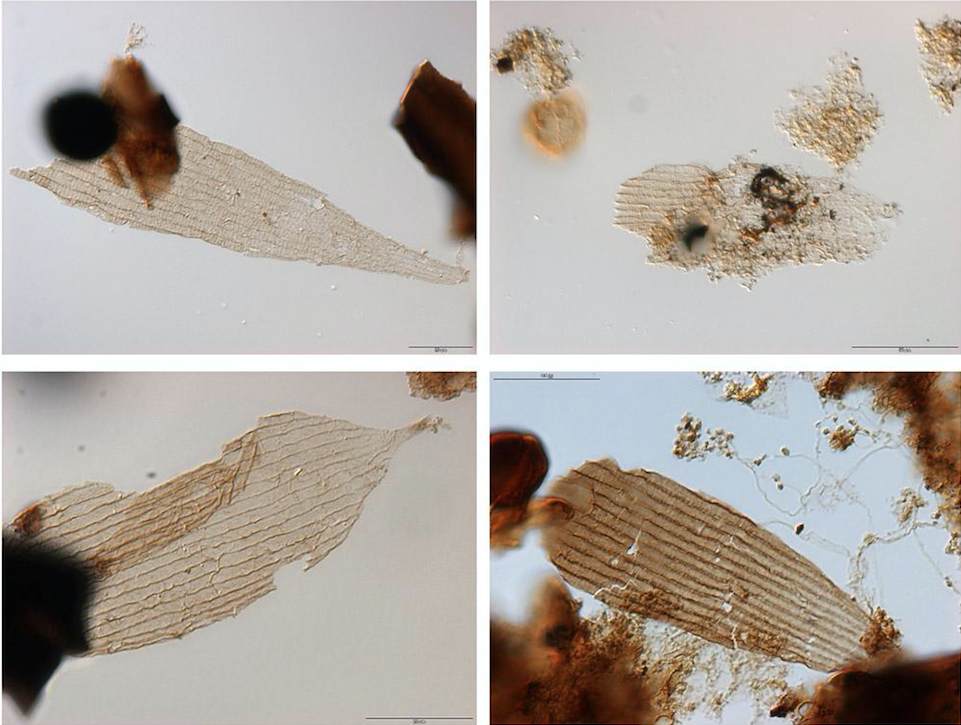 Delen van fossiele vleugels van vlinders en motten afkomstig uit het tijdperk rond het Trias en Jura