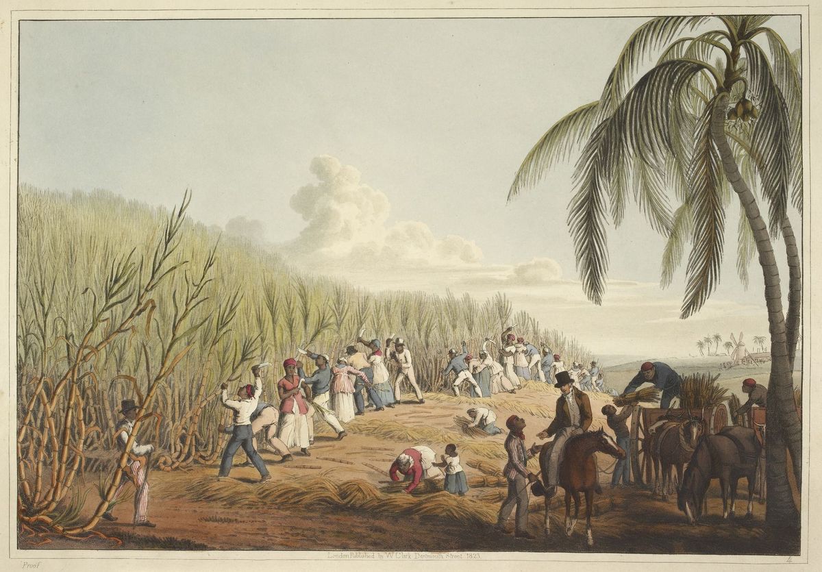 Tot slaaf gemaakte Afrikanen oogsten suikerriet op een suikerplantage in WestIndi Op de voorgrond is eenopzichter te zien in de verte staat een suikermolen Aquatint van de Engelse kunstenaar William Clark uit 1823
