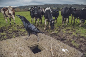 De raaf van het echtpaar Buck Bran had maar een halve minuut nodig om te verzinnen hoe hij het vlees aan het einde van een draad te pakken moest krijgen hij moest met zijn snavel de draad dichterbij halen en tegelijkertijd zijn pootje gebruiken Raven zijn in staat een handeling te previsualiseren zeggen kraaionderzoekers Bernd Heinrich en Thomas Bugnyar