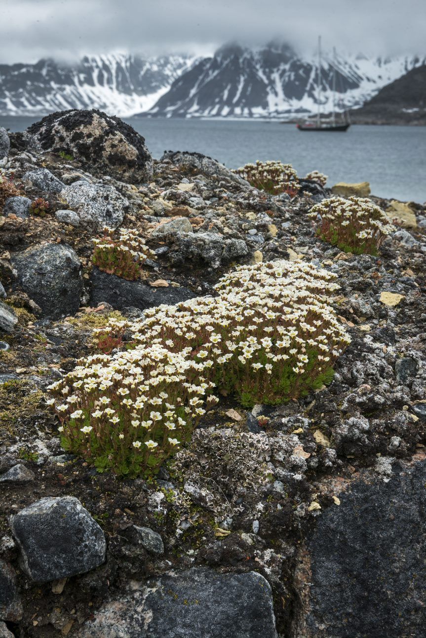 Bloemen in een oude traanoven op Smeerenburg Op de achtergrond de Abel Tasman