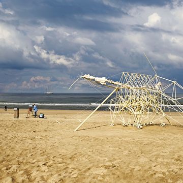 Animaris turgentia een van de strandbeesten van Theo Jansen heeft als zijn grote zeilen uitstaan aan een zuchtje wind al genoeg om te gaan lopen zoals hier over het strand bij Kijkduin Den Haag