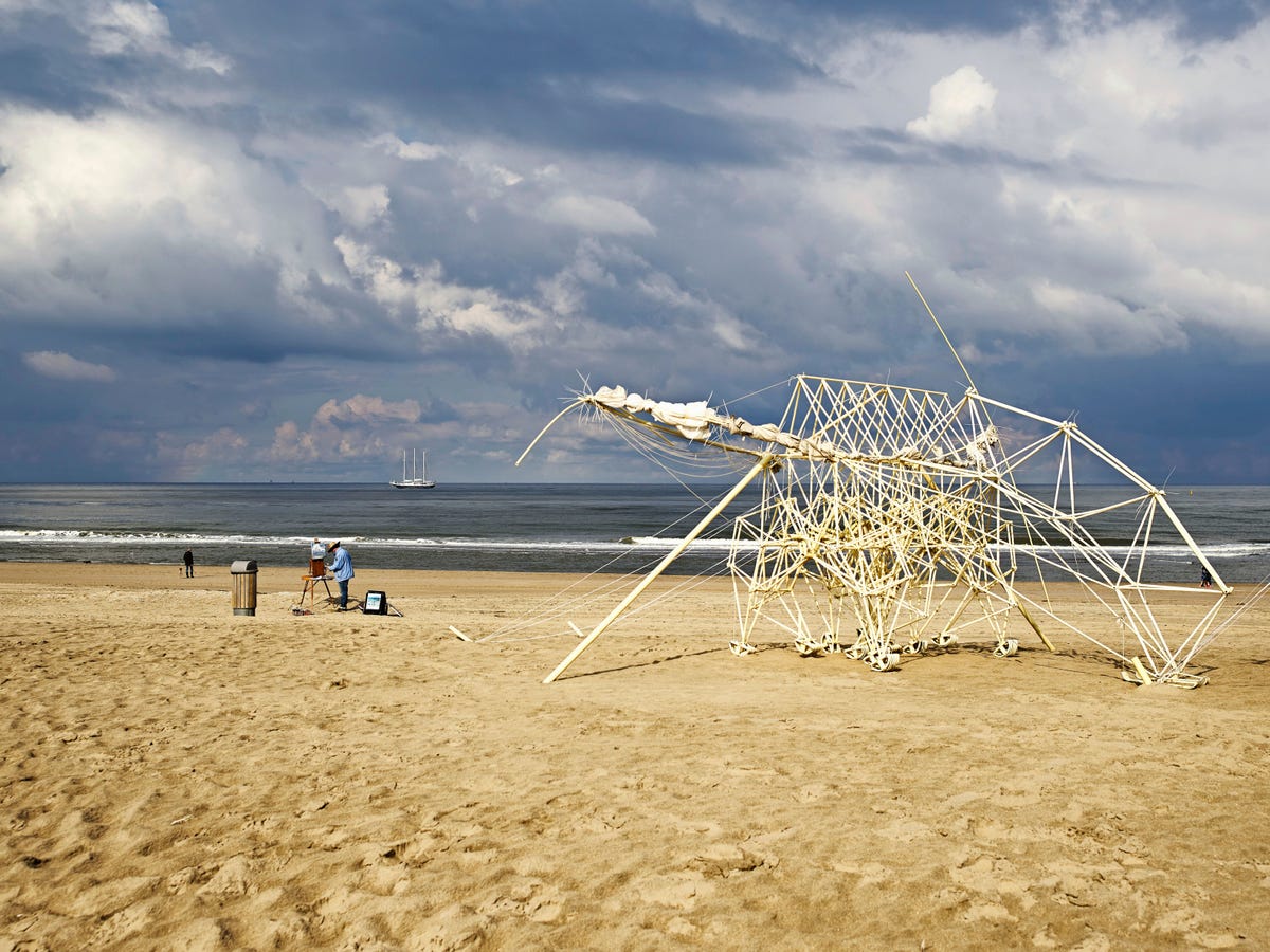 Animaris turgentia een van de strandbeesten van Theo Jansen heeft als zijn grote zeilen uitstaan aan een zuchtje wind al genoeg om te gaan lopen zoals hier over het strand bij Kijkduin Den Haag