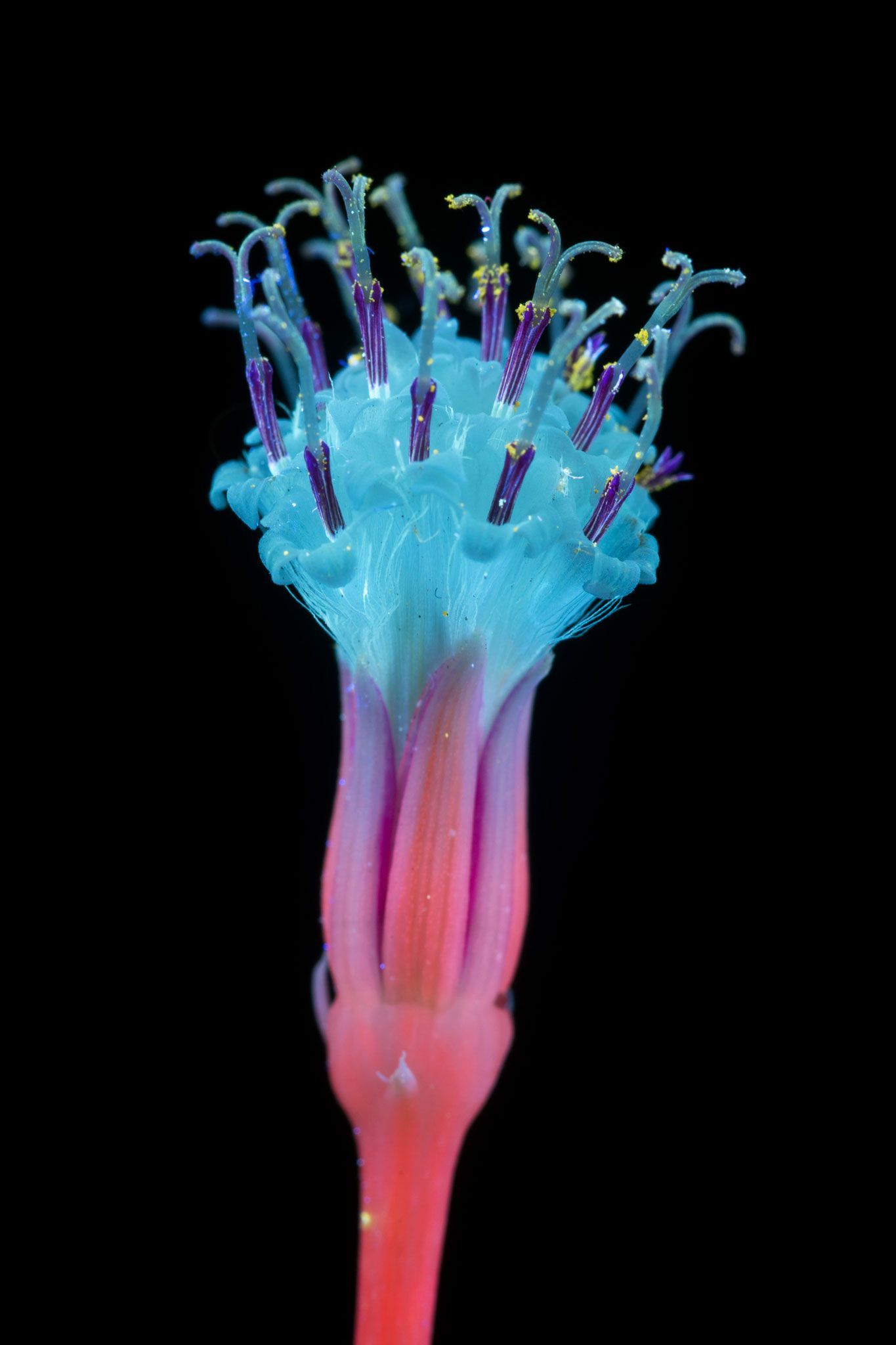 Erwtenplant