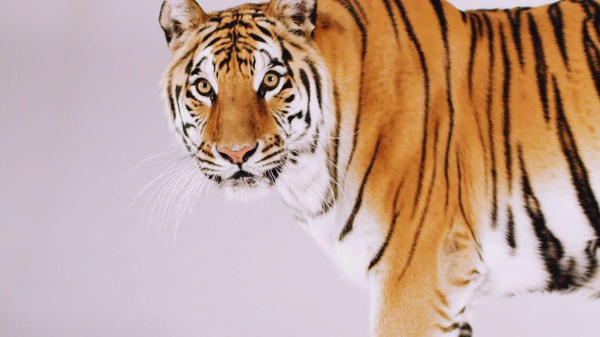 preview for Dieren 101: Tijgers