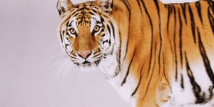Aantal wilde tijgers in Nepal verdubbeld
