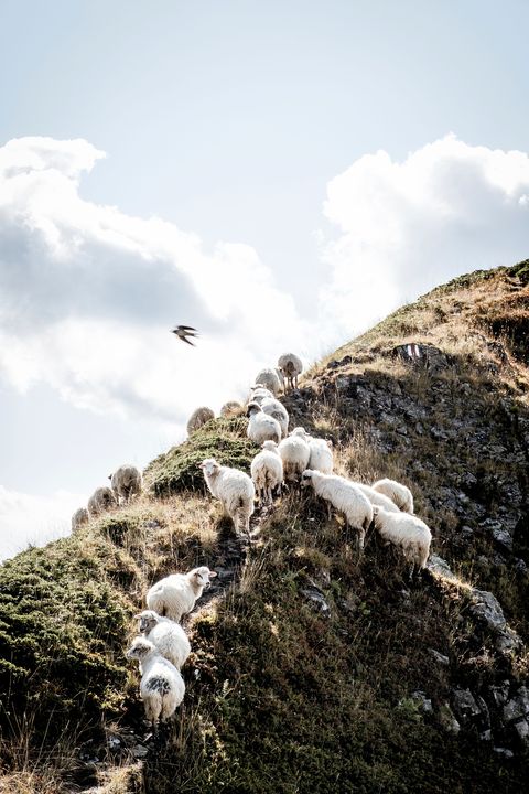 Een kudde schapen in de Albanese Alpen