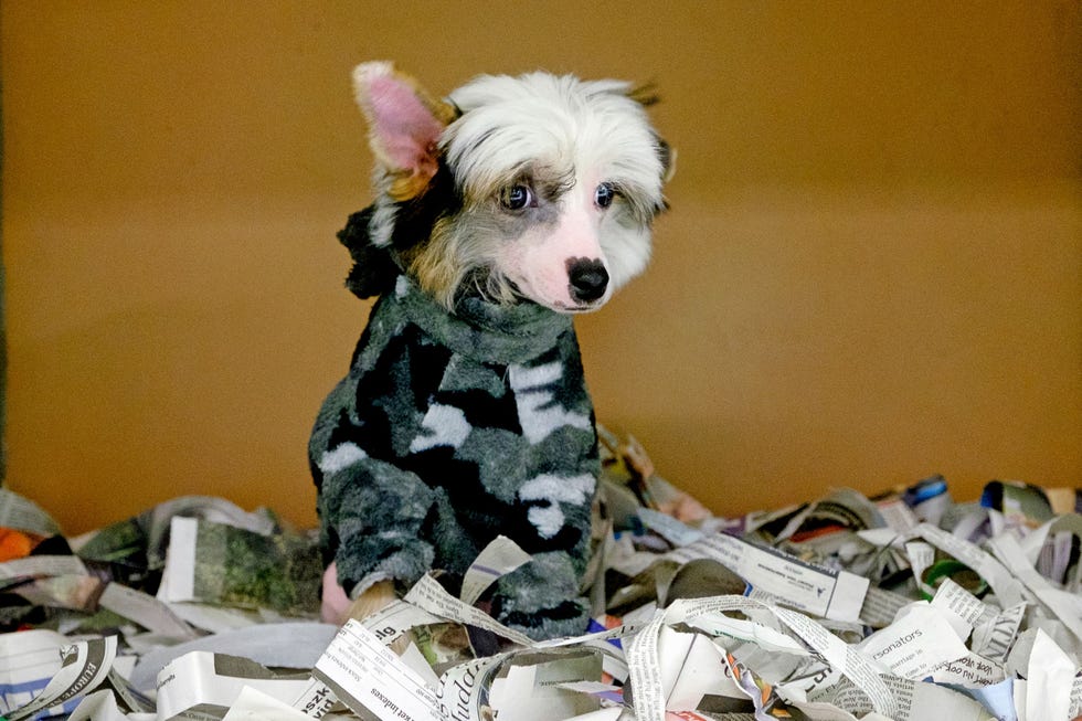 De puppy Gatsby een Chinese gekuifde naakthond is een van de vijftienduizend huisdieren die afgelopen jaar het dierenhotel op Schiphol bezochten Ook vrachtvervoer kan schattig zijn zegt Karin Volger van KLM