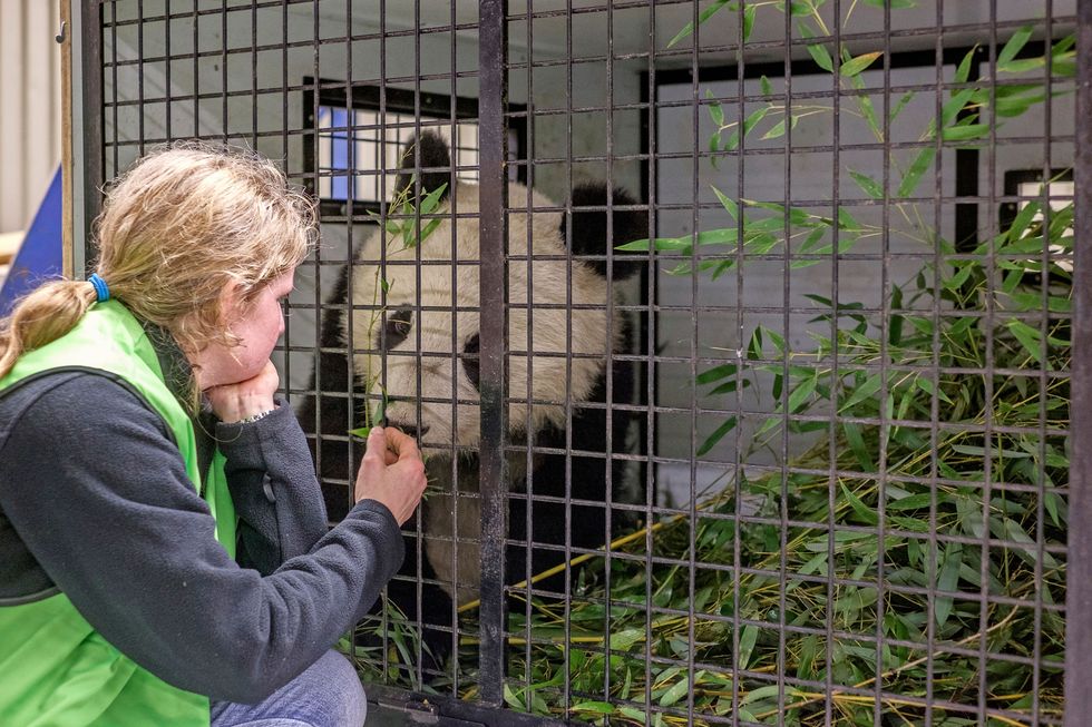 Een speciale hotelgast Fu Bao In 2013 kwam ze ter wereld in de Oostenrijkse dierentuin Schnbrunn Volgens afspraak met de Chinese overheid reisde ze eind 2015 via Schiphol naar Chengdu in China Onderweg kon de 55 kilo zware reuzenpanda beschikken over twintig kilo bamboe