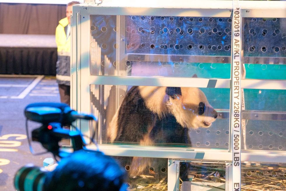 De dierentuin is zestien jaar bezig geweest met het verkrijgen van de pandas