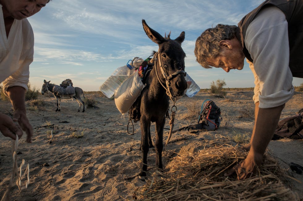 National Geographic Fellow Paul Salopek voedert zijn ezel Mouse na een lange dag sjouwen door de Kyzylkumwoestijn in Oezbekistan In het zand liggen potscherven van de karavanen die hier eeuwenlang voorbijtrokken Het verhaal van zijn wereldreis is online te volgen via OutofEdenWalkorg en Twitter PaulSalopek