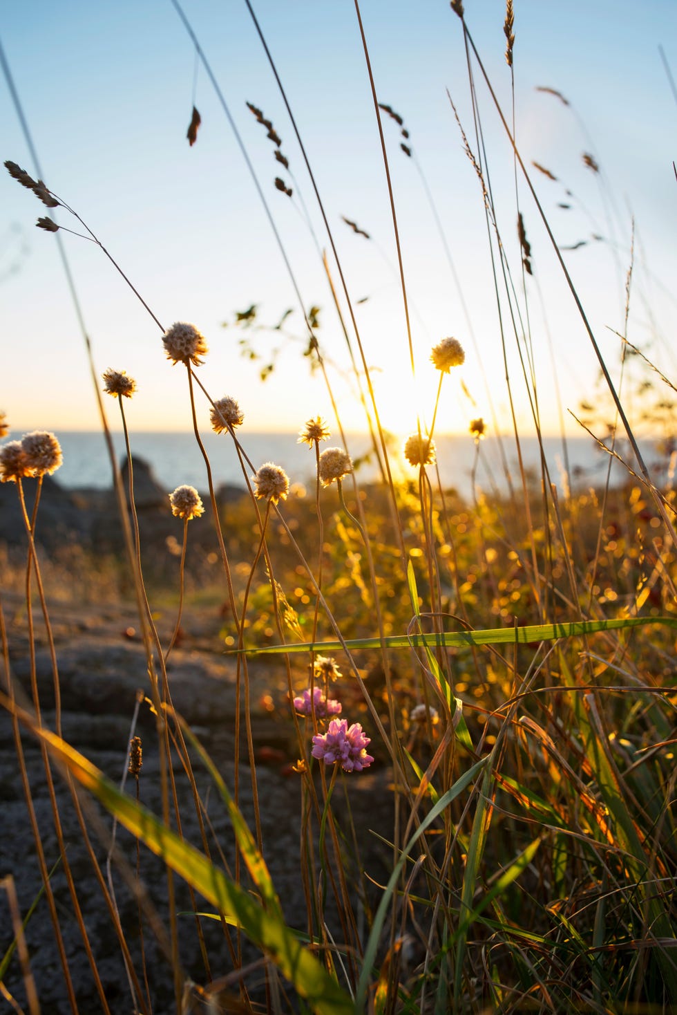 Gewoon zjn de omgeving nodigt ertoe uit wilde bloemen en water zo ver je kijkt