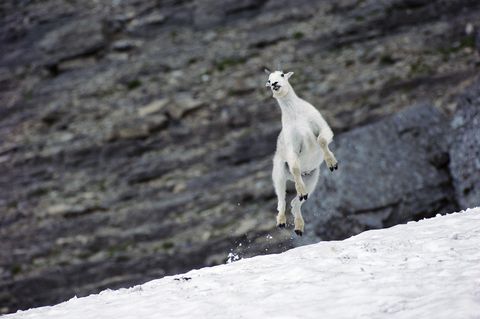 In het Glacier National Park in the Rocky Mountains van Montana springt een sneeuwgeit Oreamnos americanus door de sneeuw