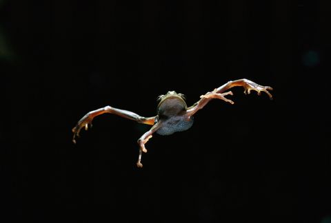 Een Europese boomkikker Hyla arborea springt door de lucht