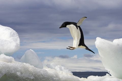Op de Zuidpool waagt een Adliepingun Pygoscelis adeliae de sprong naar een ijsschots