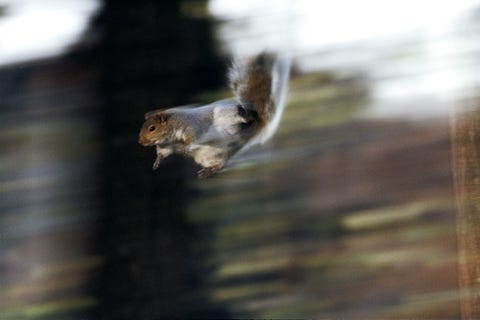 Een grijze eekhoorn Sciurus carolinensis is in volle sprong vastgelegd