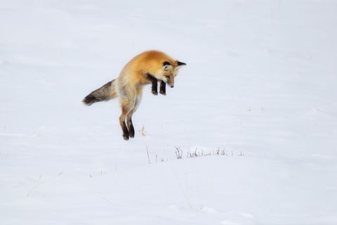 Een vos Vulpes vulpes springt bovenop de plek waar zijn prooi zich in een hol in de sneeuw verbergt