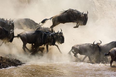 Tijdens hun trek door het Nationaal Park Masai Mara springen blauwe gnoes Connochaetes taurinus in de rivier de Mara