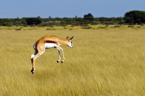 Al rennend maakt een springbok Antidorcas marsupialis een hoge sprong