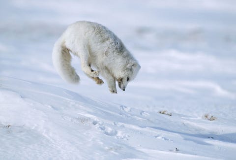 In de North Slope van Alaska springt een poolvos Vulpes lagopus bovenop de plek waar zijn prooi zich in een hol in de sneeuw verbergt