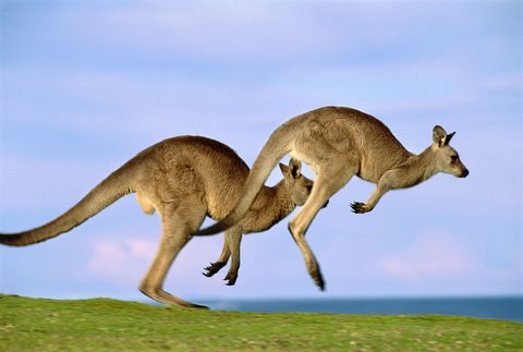Twee grijze reuzenkangoeroes Macropus giganteus springen door het Australische Murramarang National Park