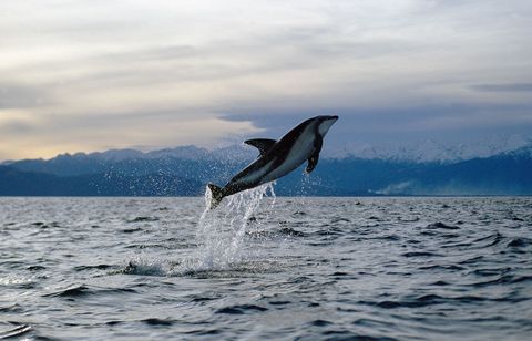 Voor de kust van NieuwZeeland springt een donkergestreepte dolfijn Lagenorhynchus obscurus op uit zee