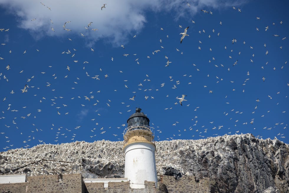 Ruim 150000 janvangenten nesten op Bass Rock een rotseilandje voor de kust van Schotland waarop ooit gevangenen werden ondergebracht Op de foto die kort vr de uitbraak van de vogelgriep werd genomen op 19 mei 2022 zwermen zeevogels rond de vuurtoren van het eilandje
