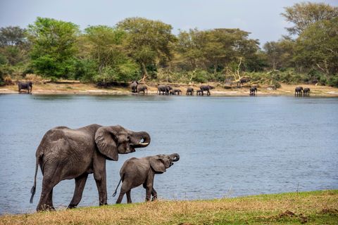 De Shire een rivier in nationaal park Liwonde in zuidelijk Malawi is een paradijs voor talloze diersoorten met de olifantals hoofdrolspeler Tijdens een safari per fluisterboot kun je er tientallen de rivier zien oversteken