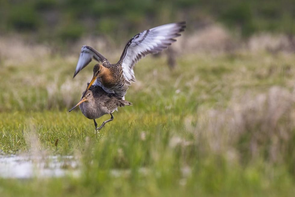 Parende gruttos op Marken De baltsroep van de vogel klinkt als ogrut ogrut wat in hoog tempo wordt geroepen Uit National Geographic Magazine augustus editie 2018